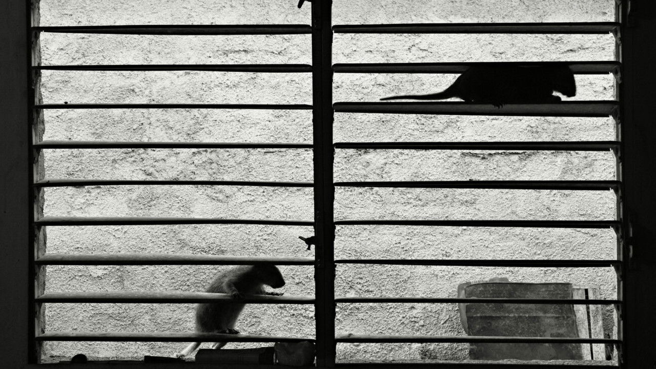 Sleeping on Warm Knees backdrop