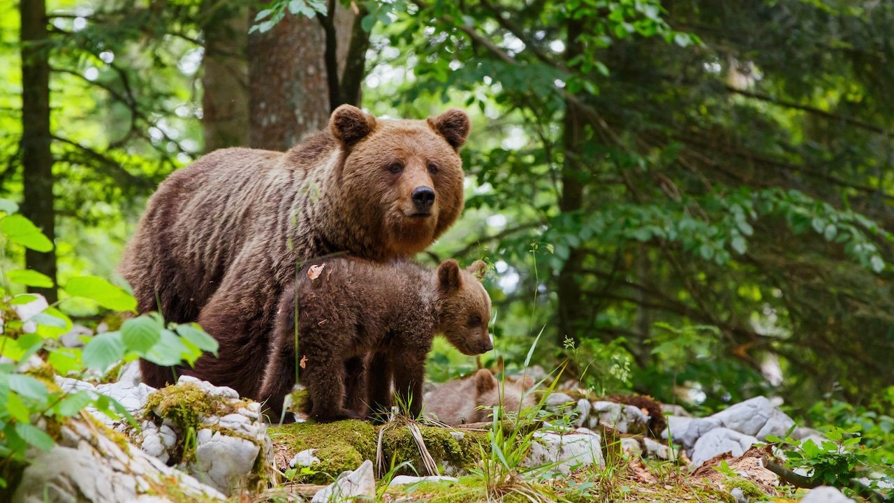 Wild Slovenia backdrop