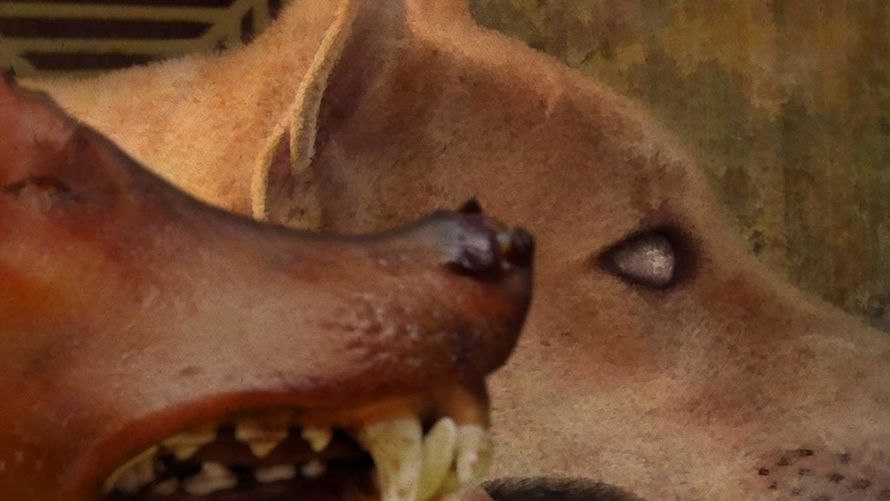 Cadavre Exquis backdrop