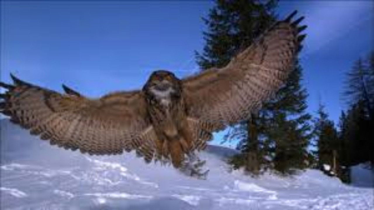 Der Flug der Eule backdrop