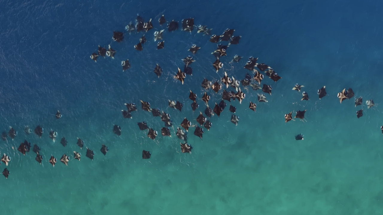 A Deeper Dive with David Attenborough backdrop