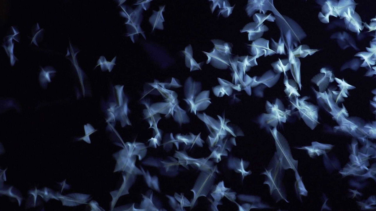 Operation Mayfly backdrop