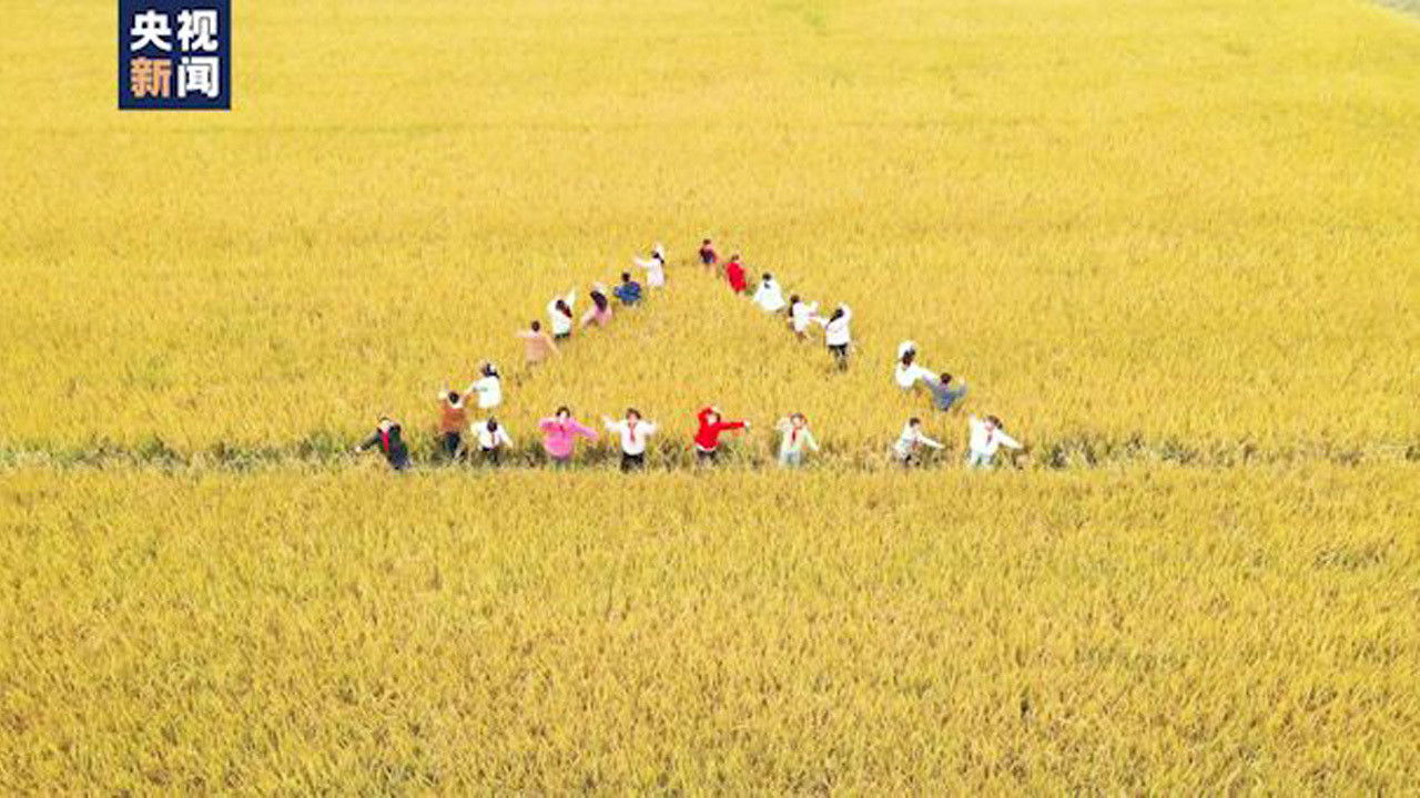 田野里的歌声 backdrop
