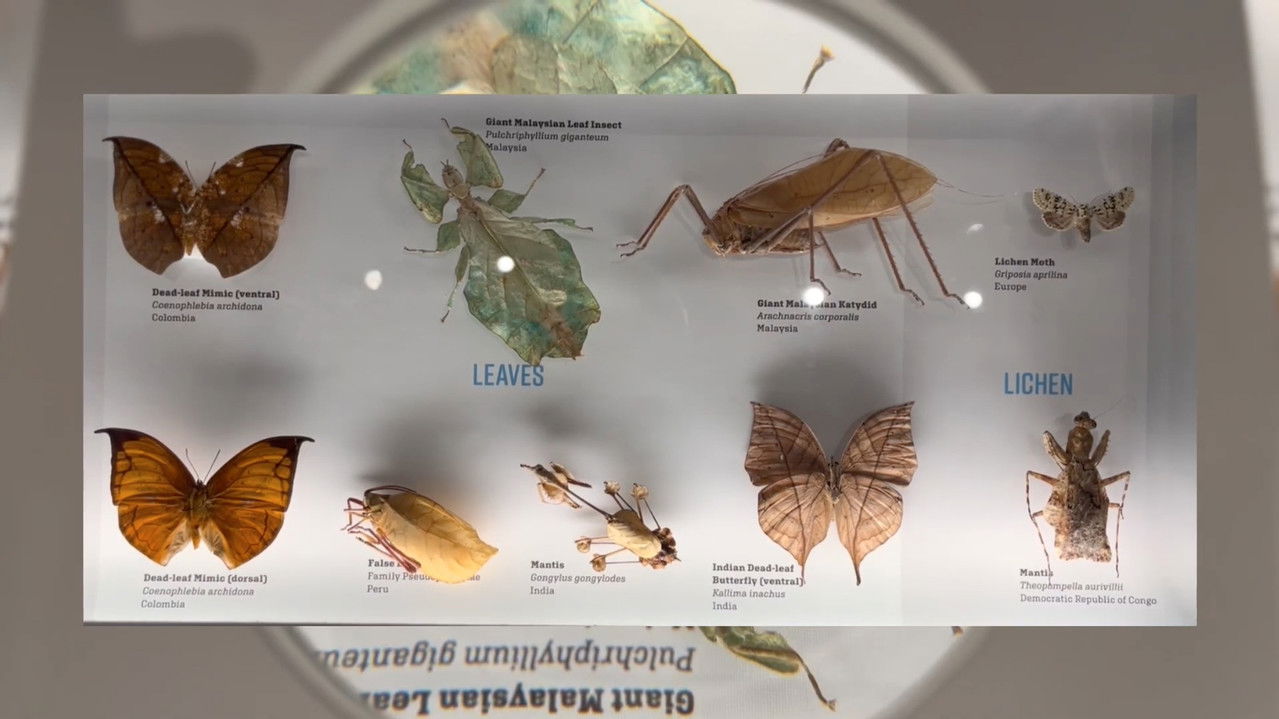 Day at the Museum backdrop