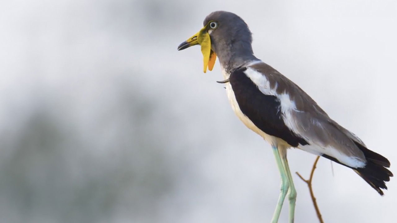 Hot Life Africa backdrop
