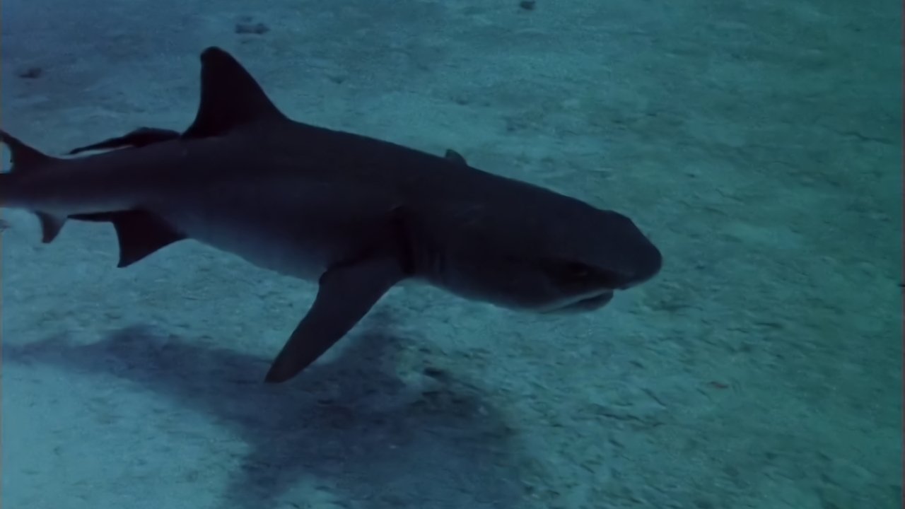 Sharks' Treasure backdrop