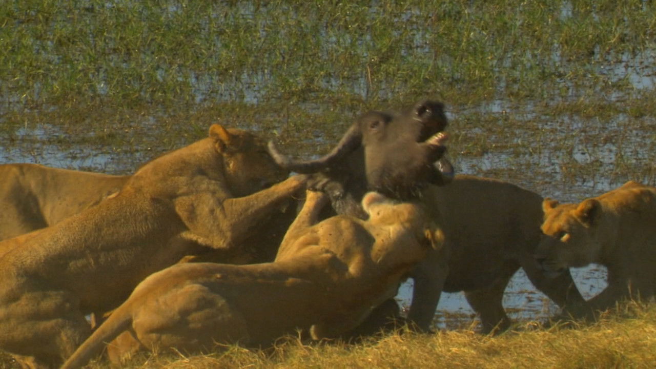 Big Cat Odyssey: Revealed backdrop