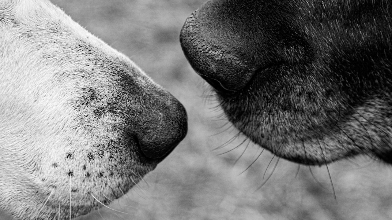 Old Friends: A Dogumentary backdrop