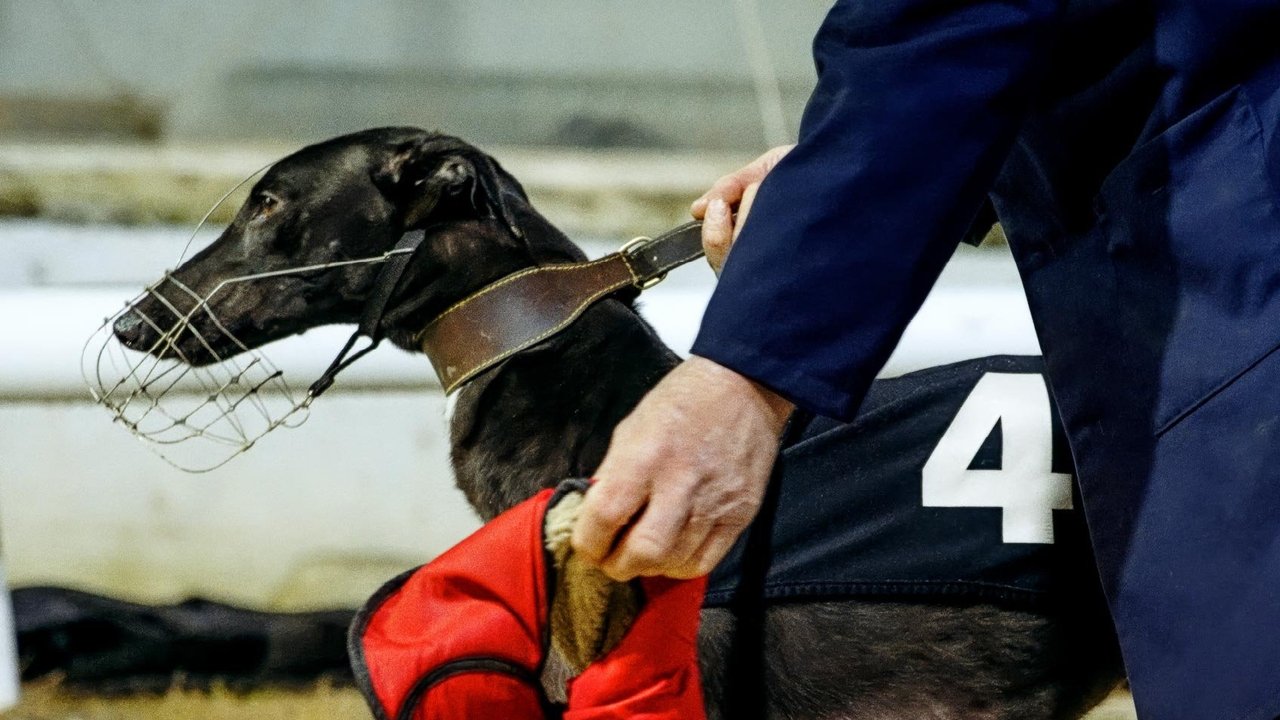 Going to the Dogs backdrop