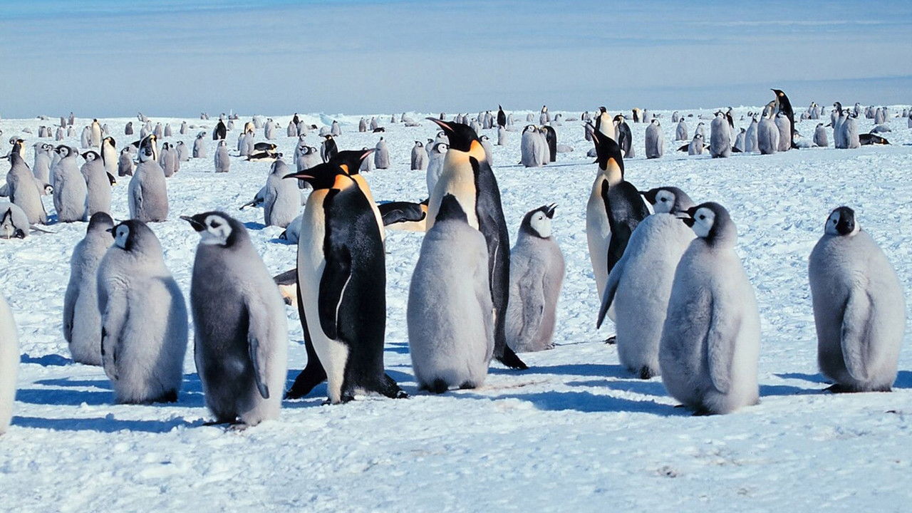 Life in the Freezer backdrop