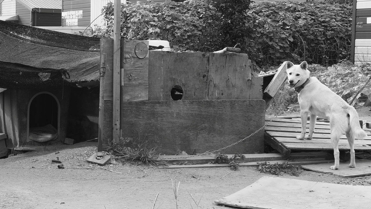 Dogs in the Sun backdrop