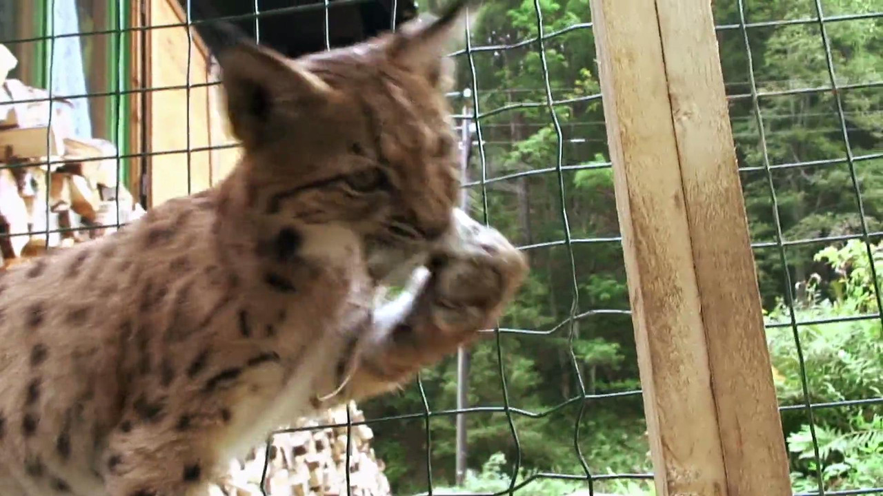 The Lynx Liaison backdrop