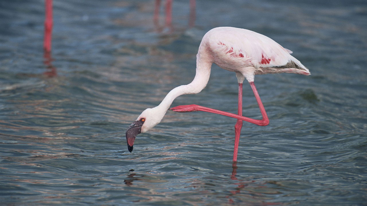 Andes to Amazon backdrop