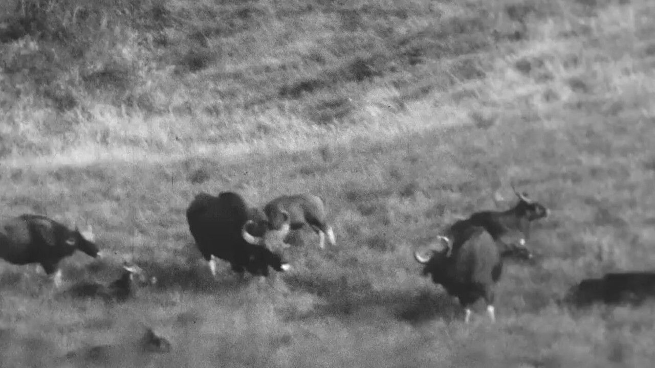 Horned Game - Wild backdrop