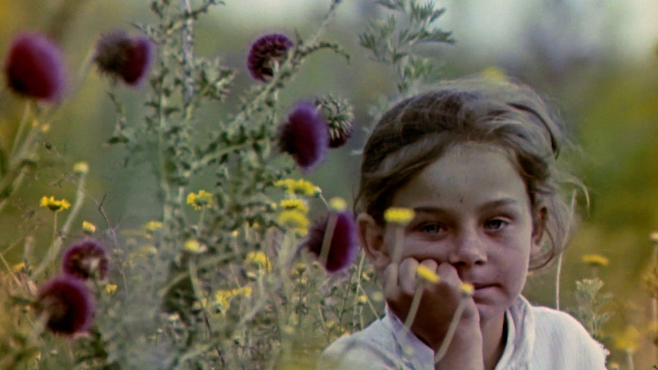 May Dandelion Snow backdrop