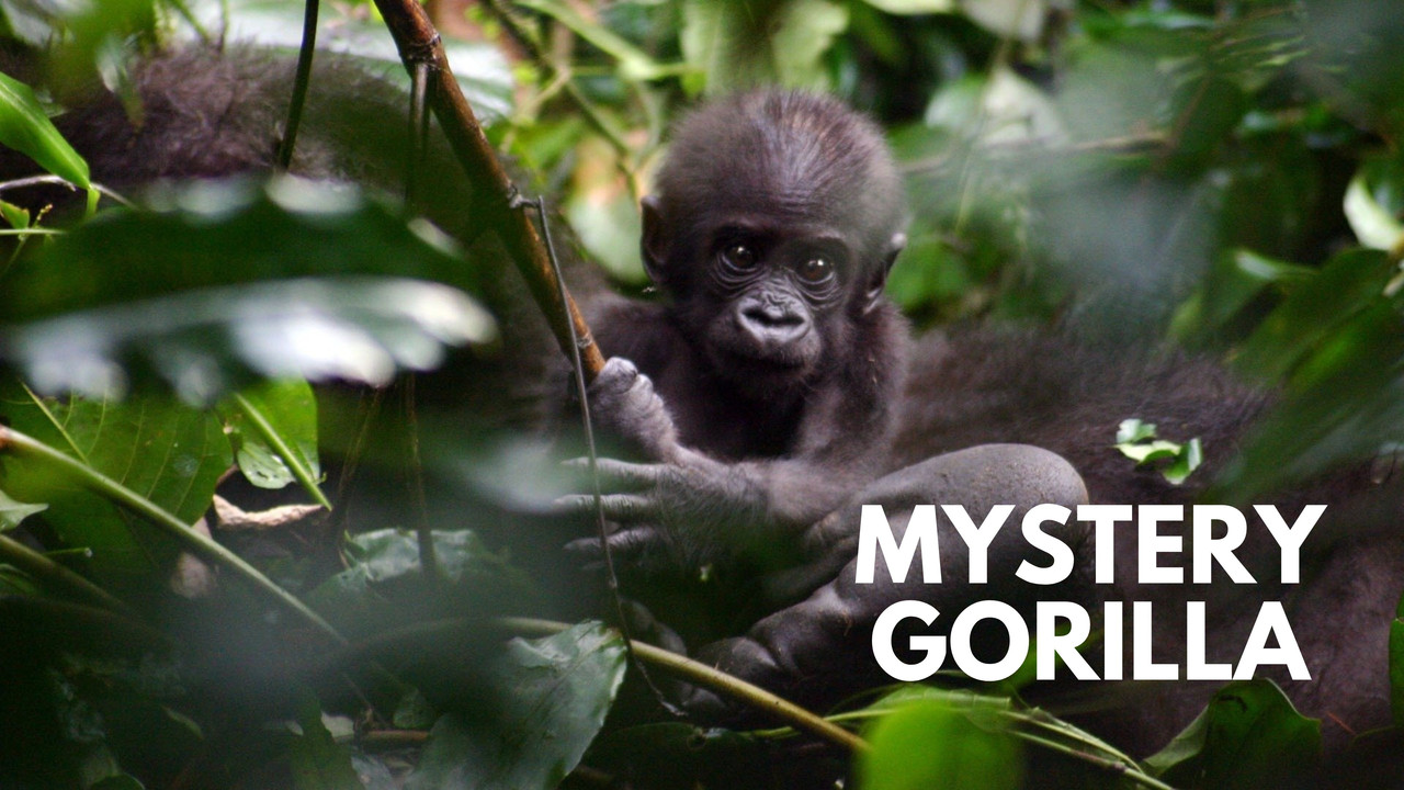 De mystiske gorillaer backdrop