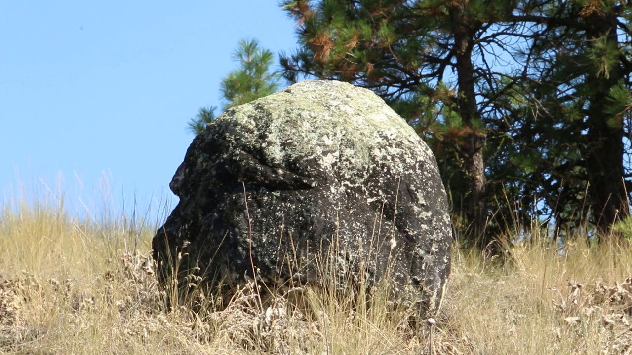 Origins of consciousness backdrop