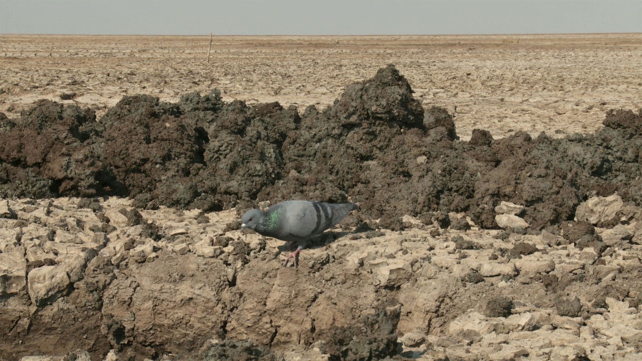 My Name Is Salt backdrop