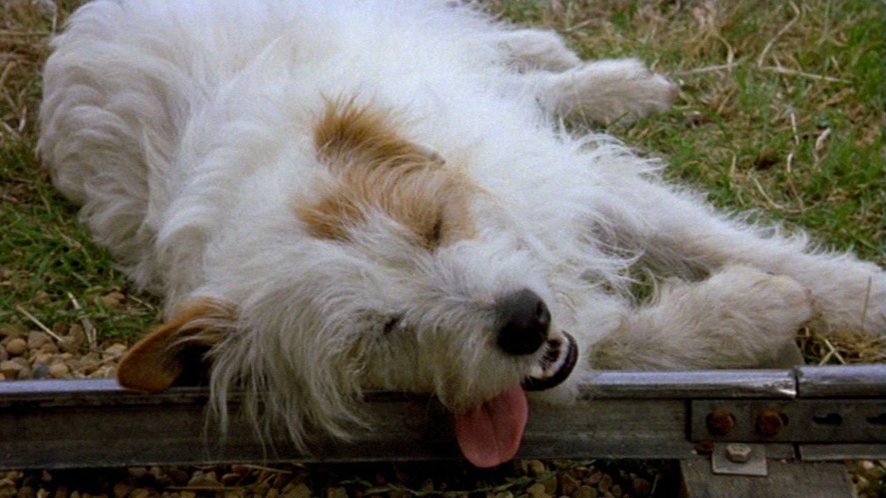 The Suicidal Dog backdrop