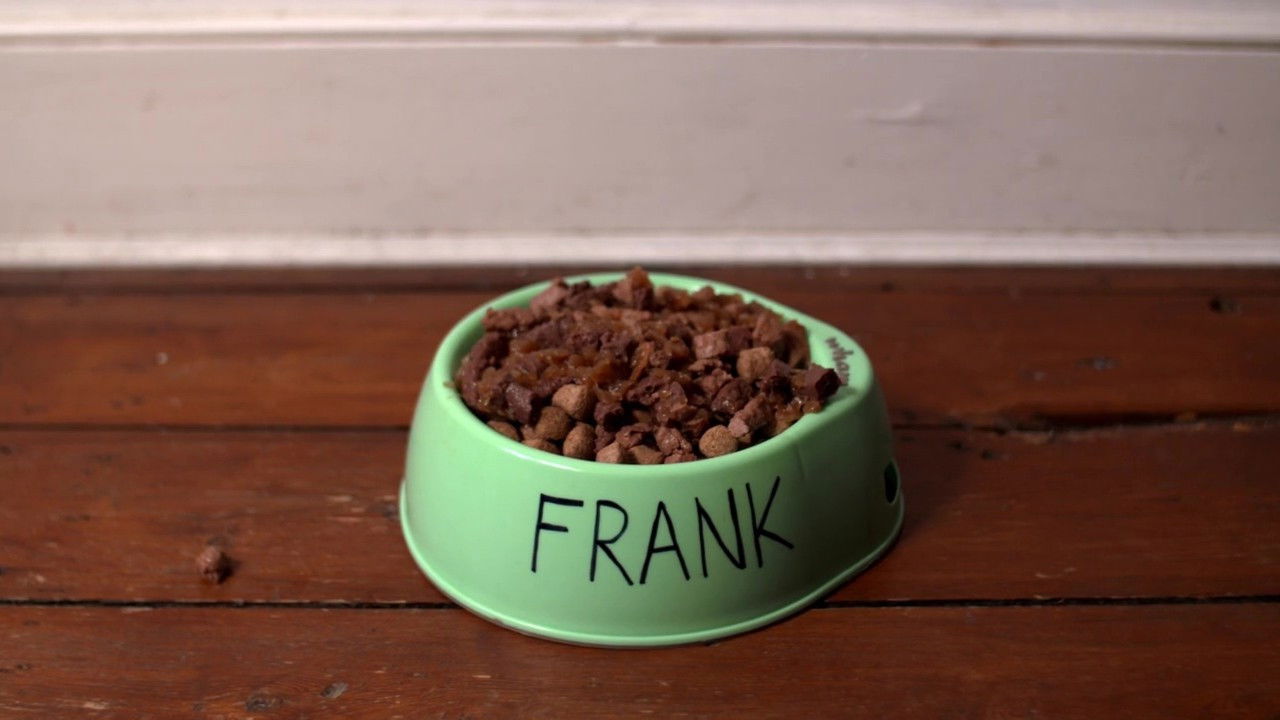 L.T.'s Theory of Pets backdrop