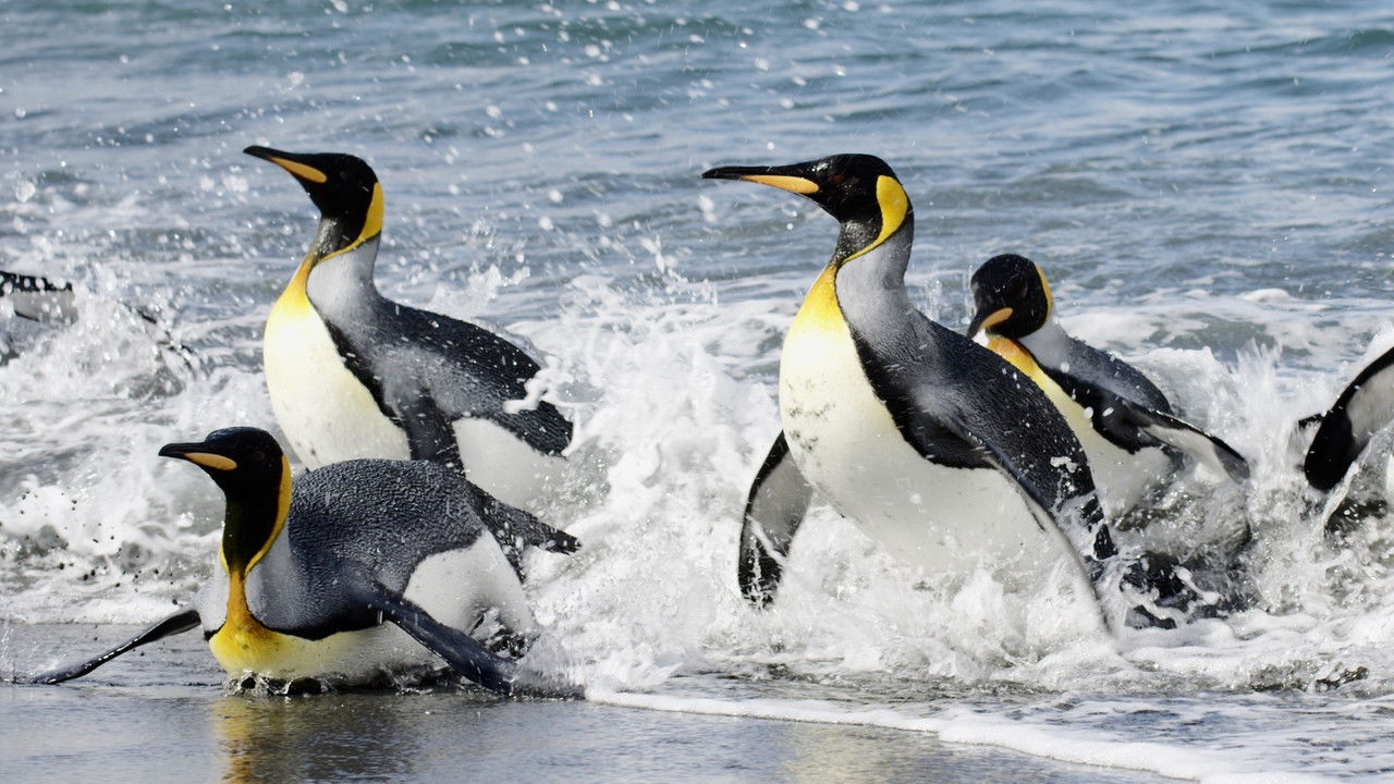 Sounds of the South backdrop