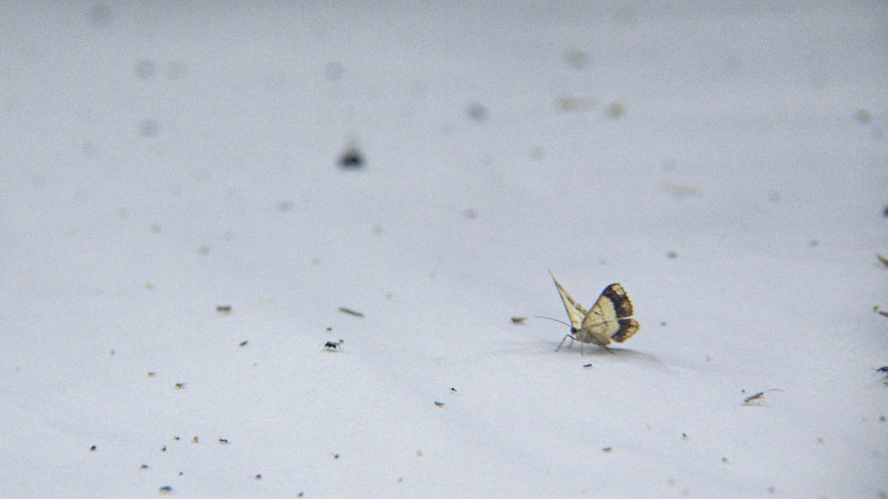 Night Colonies backdrop