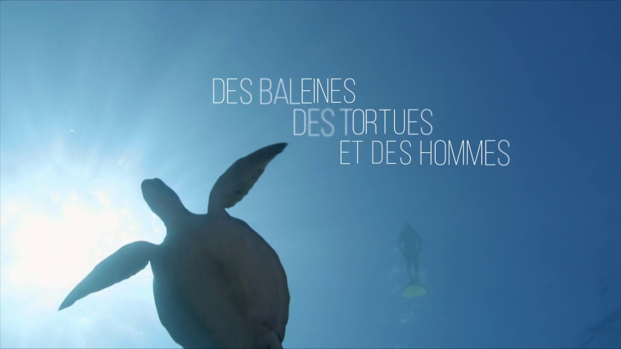 Des baleines, des tortues et des hommes backdrop