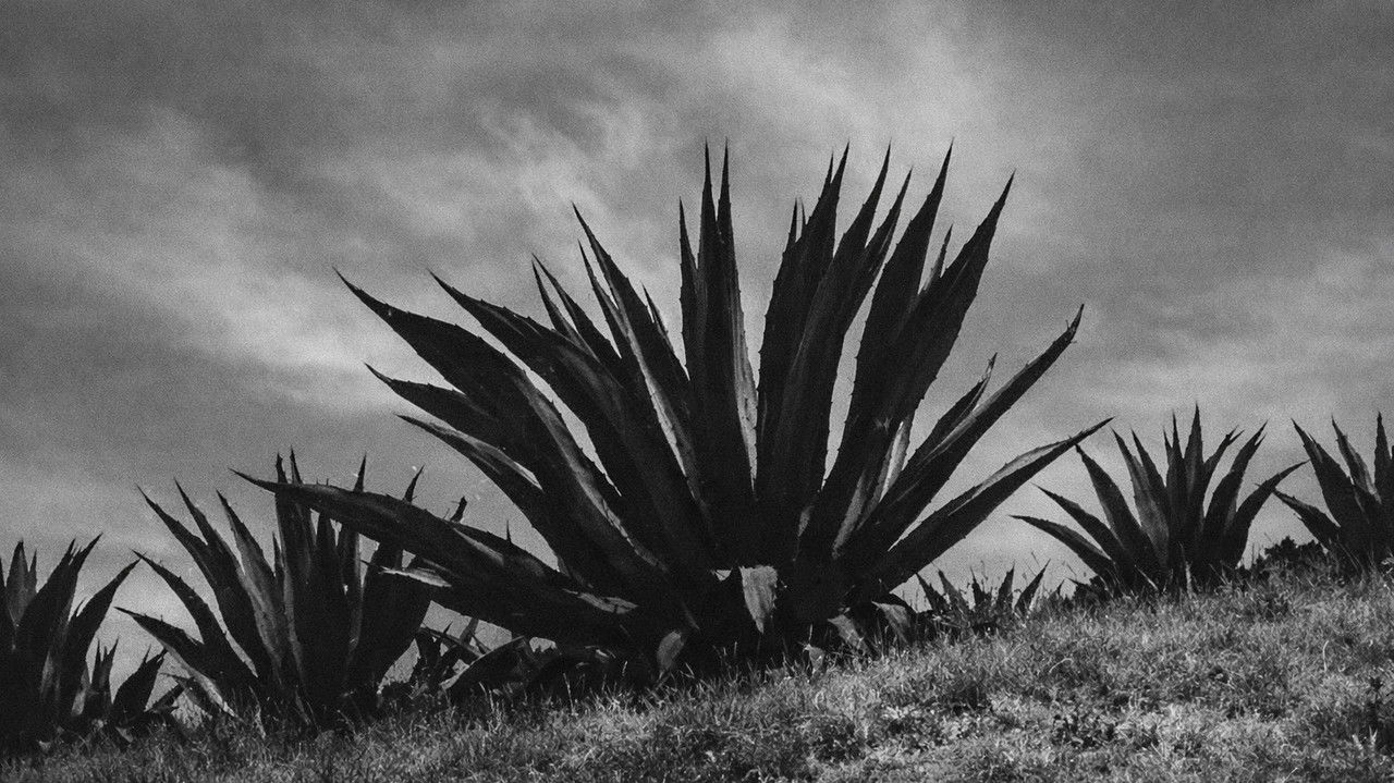 Magueyes backdrop