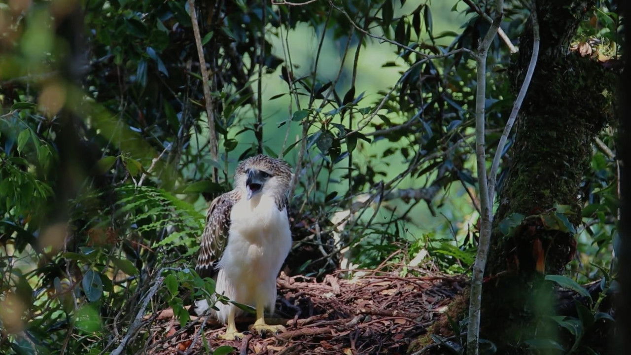 Forest Guards backdrop