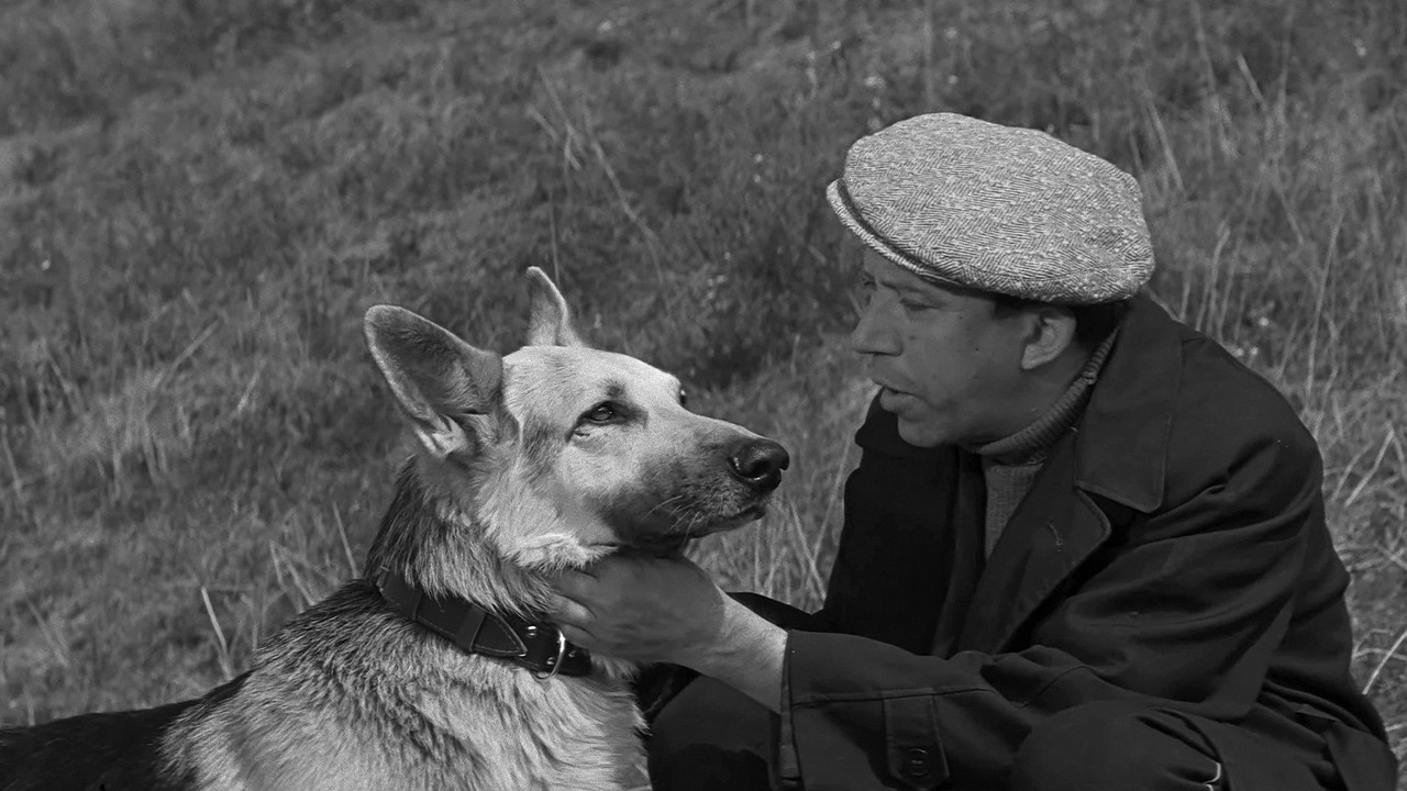 Come Here, Mukhtar! backdrop