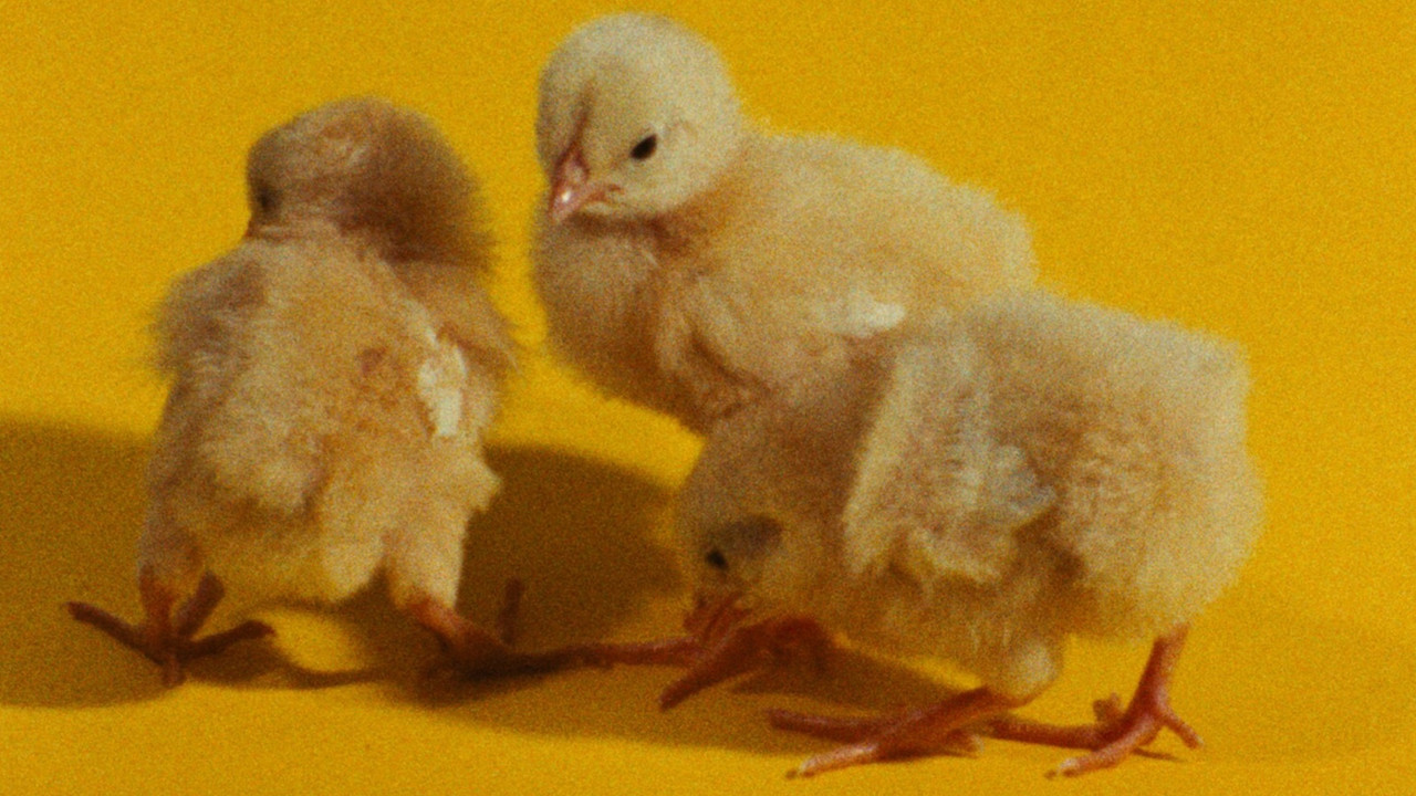 The Colours backdrop