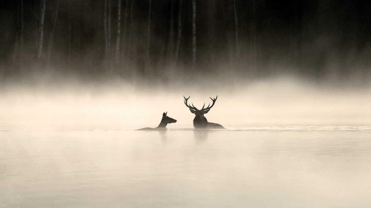 Whispers in the Woods backdrop