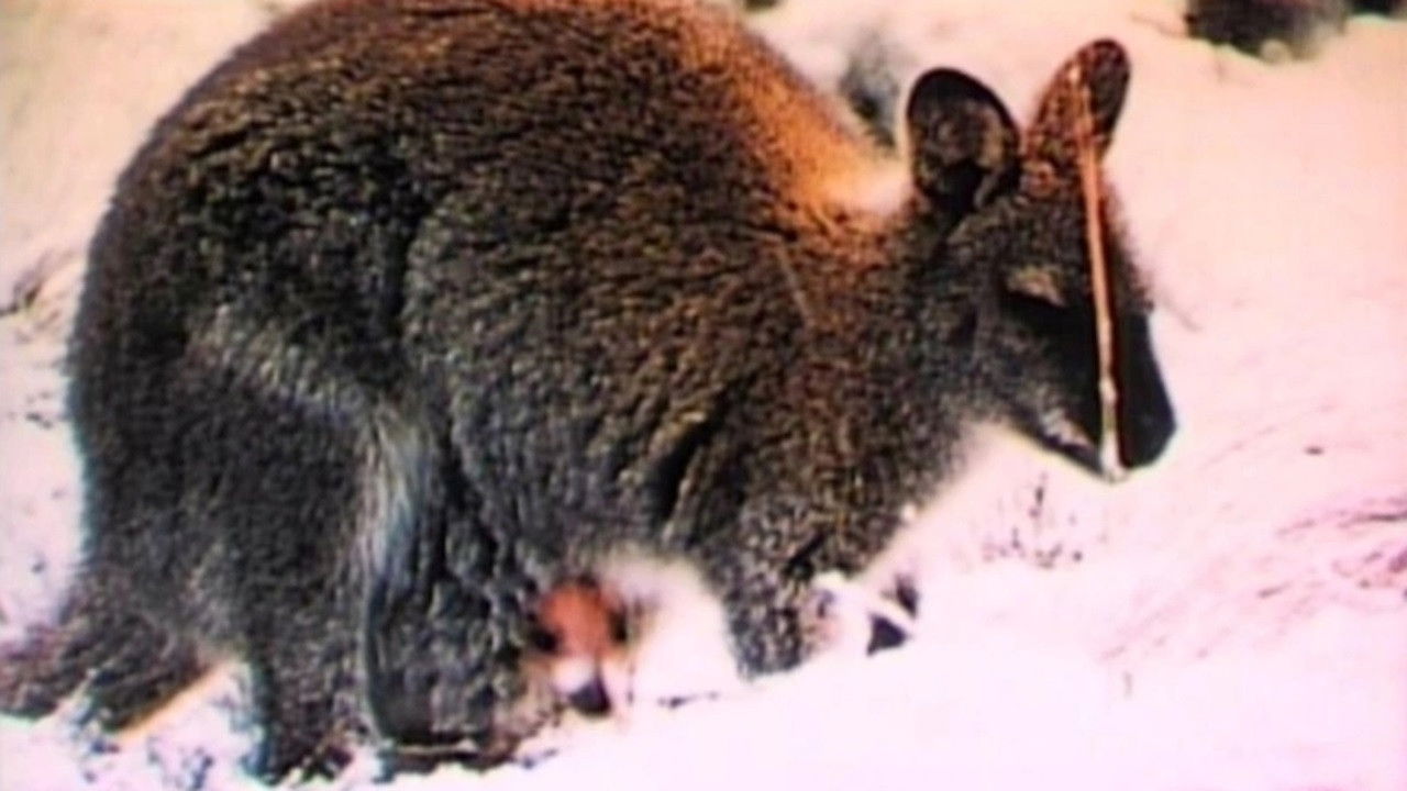 Nature's Strangest Creatures backdrop