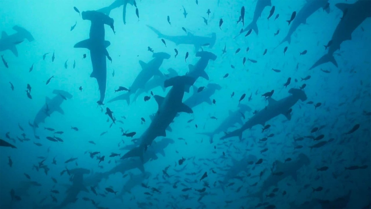 Migrations: The Big Swim backdrop