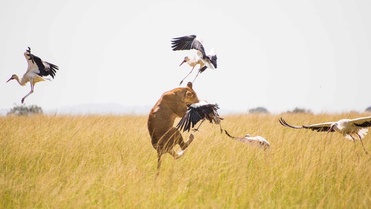 Wild Africa in Pandemic Times backdrop