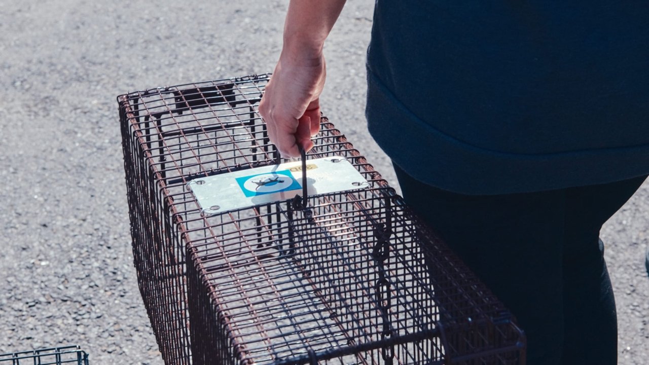 Cats' Apartment backdrop