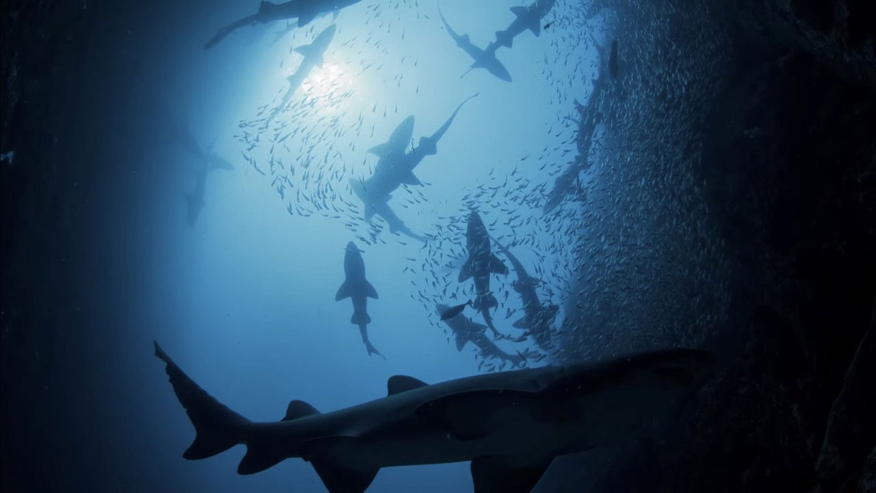 Shark Kingdom backdrop