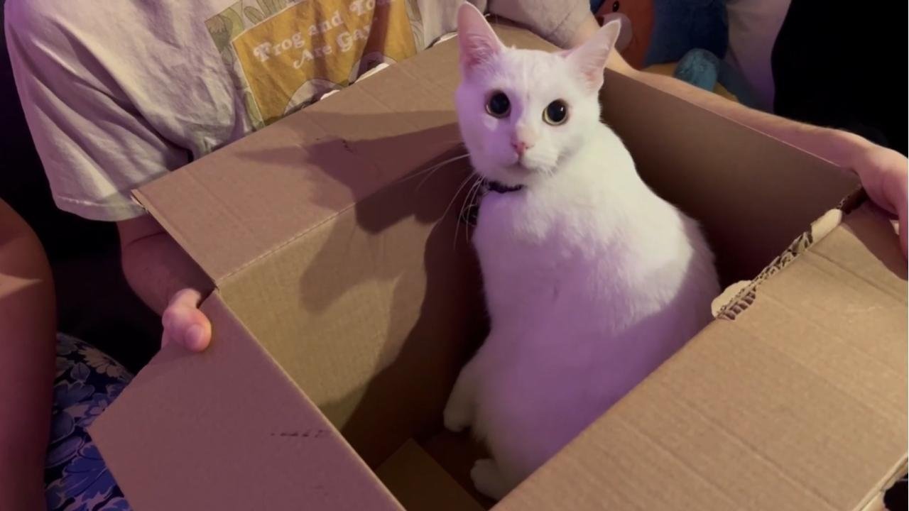 PSA FROM THE VOID backdrop