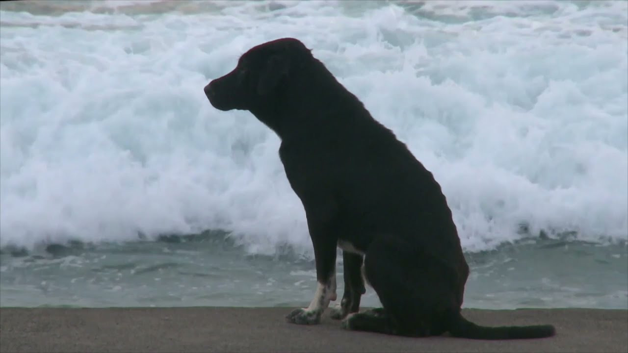 Bali: Island of the Dogs backdrop