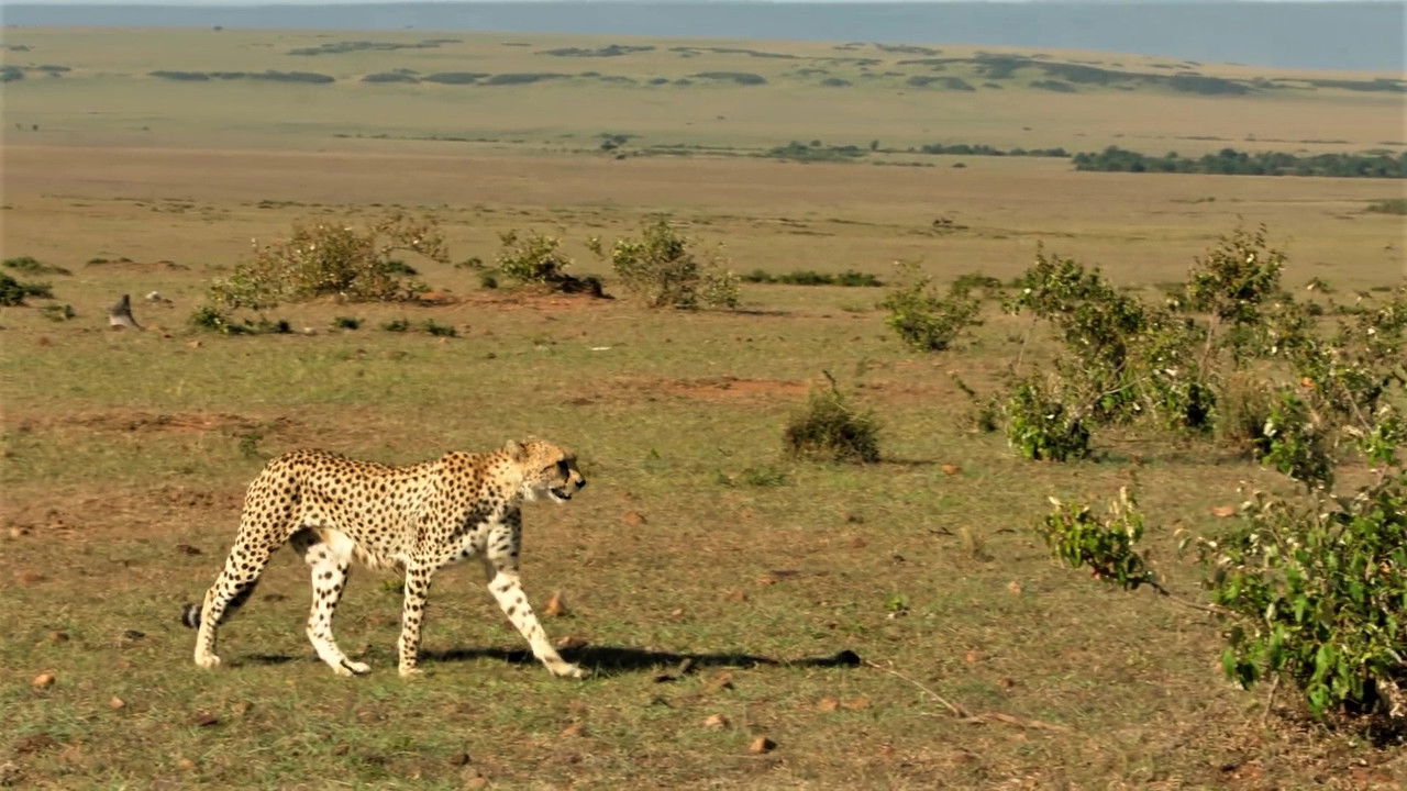 The Incredible Five: A Cheetah's Tale backdrop