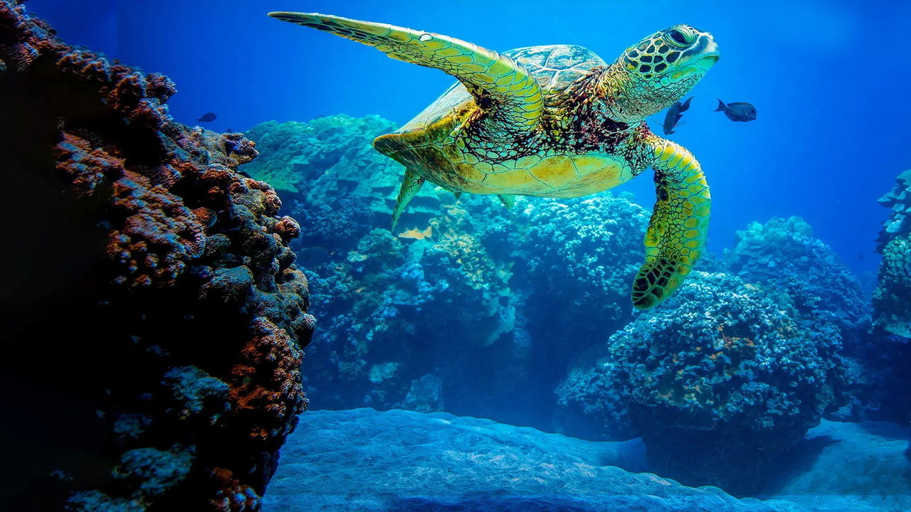 Just Animals backdrop