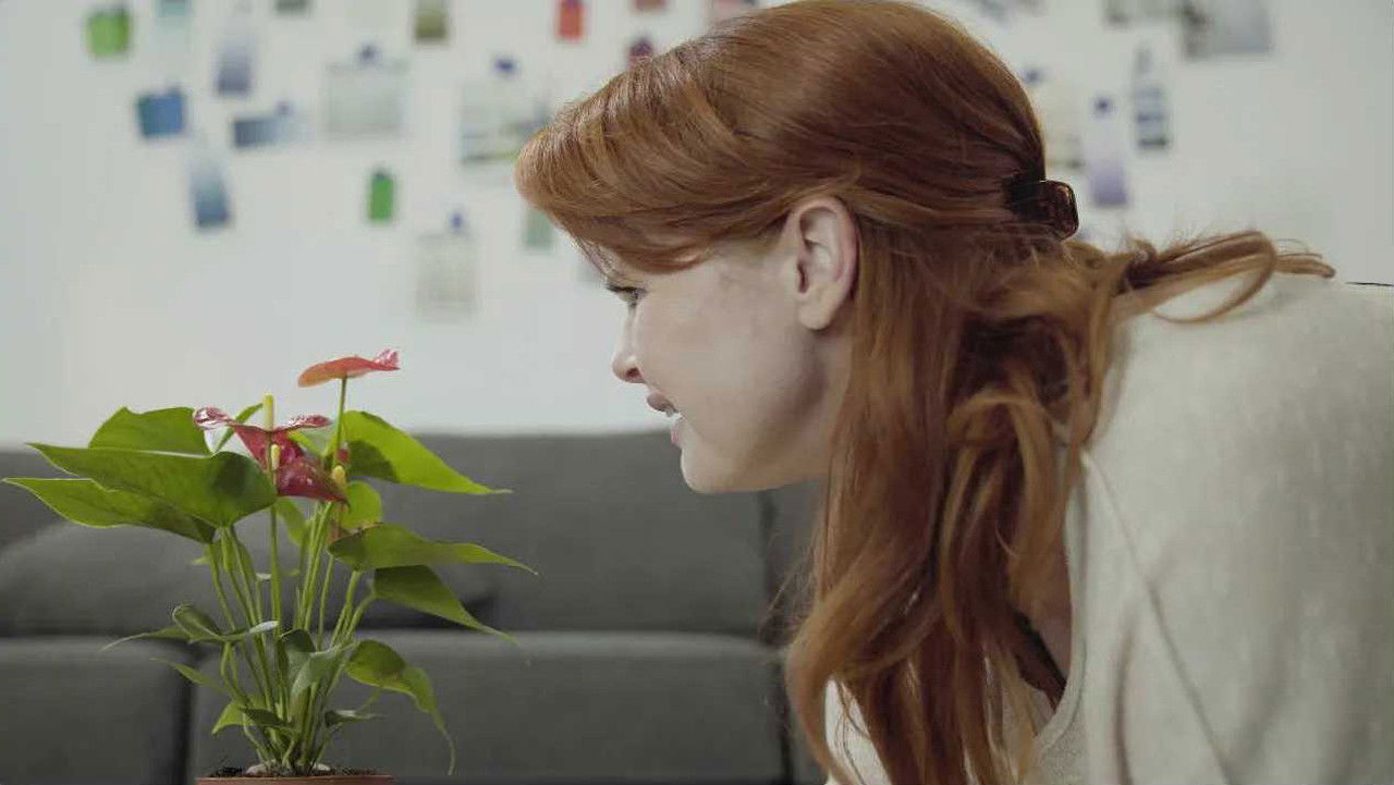 Harmonia Solid backdrop