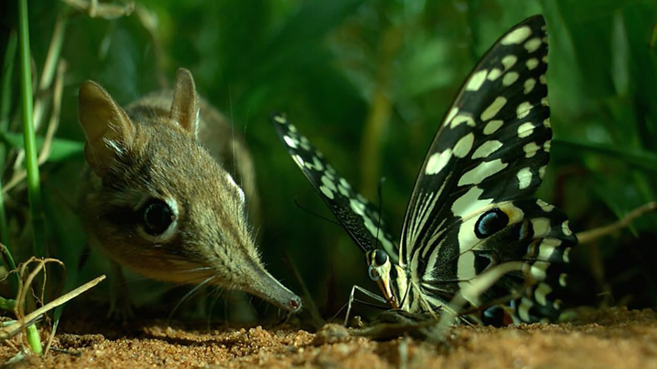 Le peuple miniature backdrop