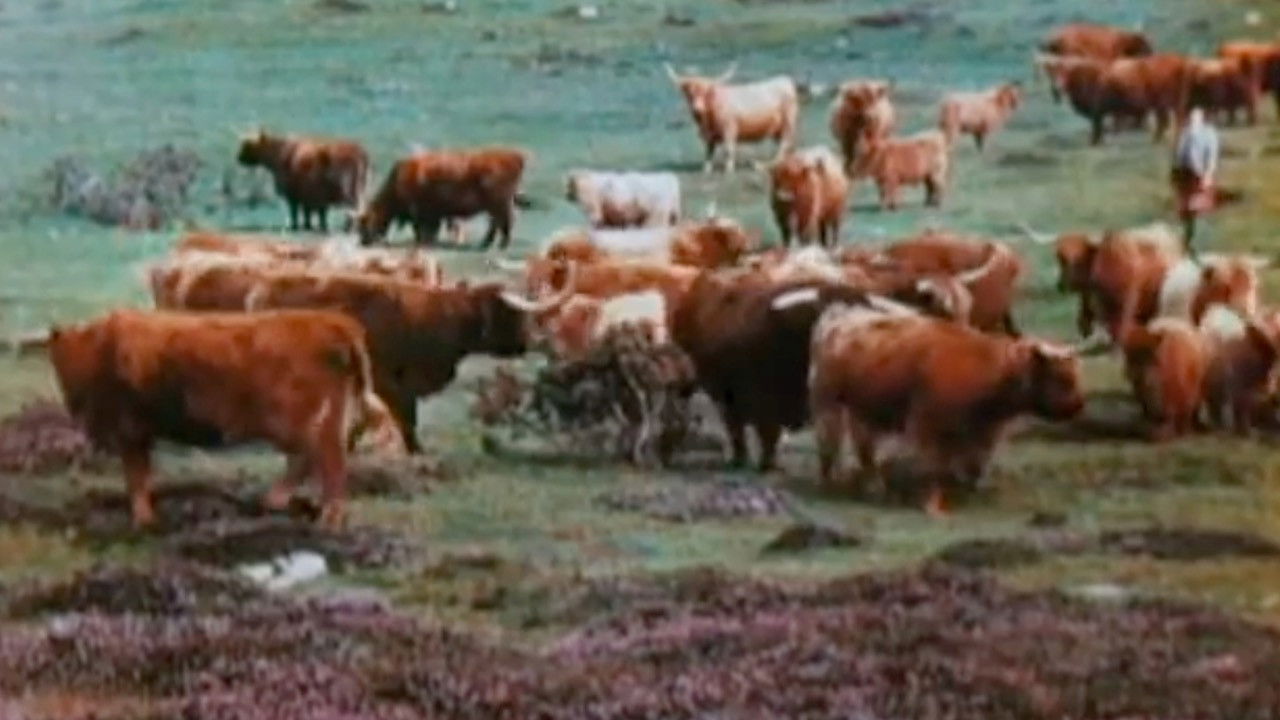 A Wee Bit of Scotland backdrop