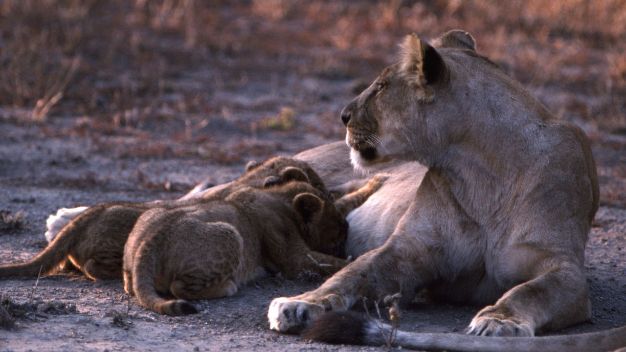 Brutal Killers backdrop