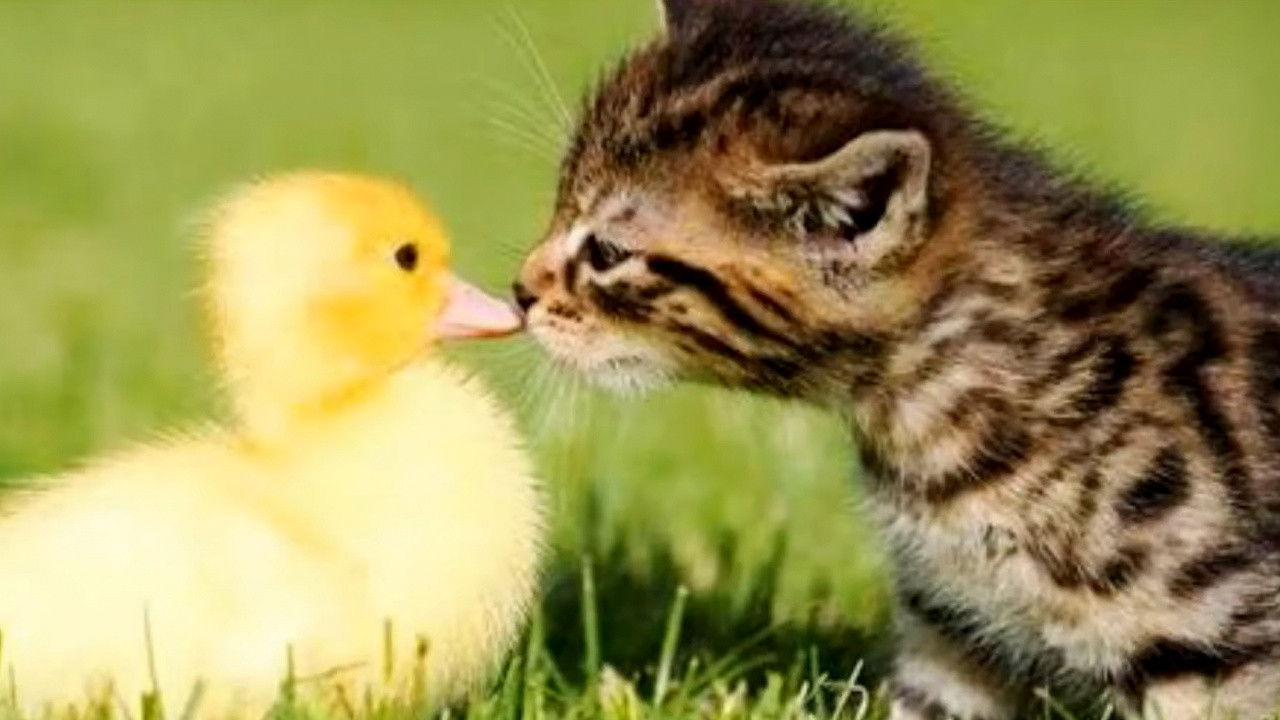 Chimiboga: Chimicompilation 2020 backdrop