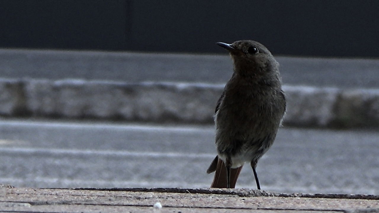 Parking Review backdrop