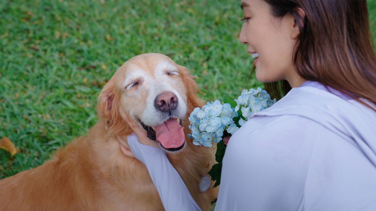 Furever Yours backdrop