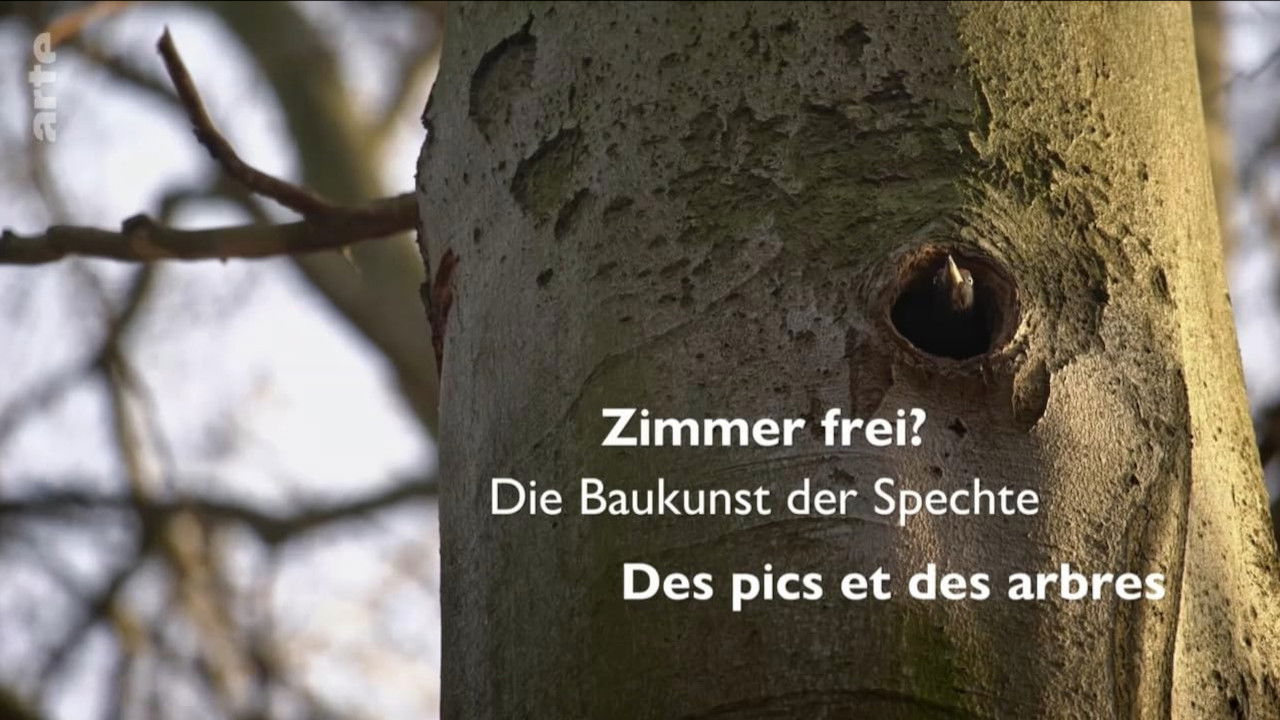 Knock knock – a Woodpeckers world backdrop