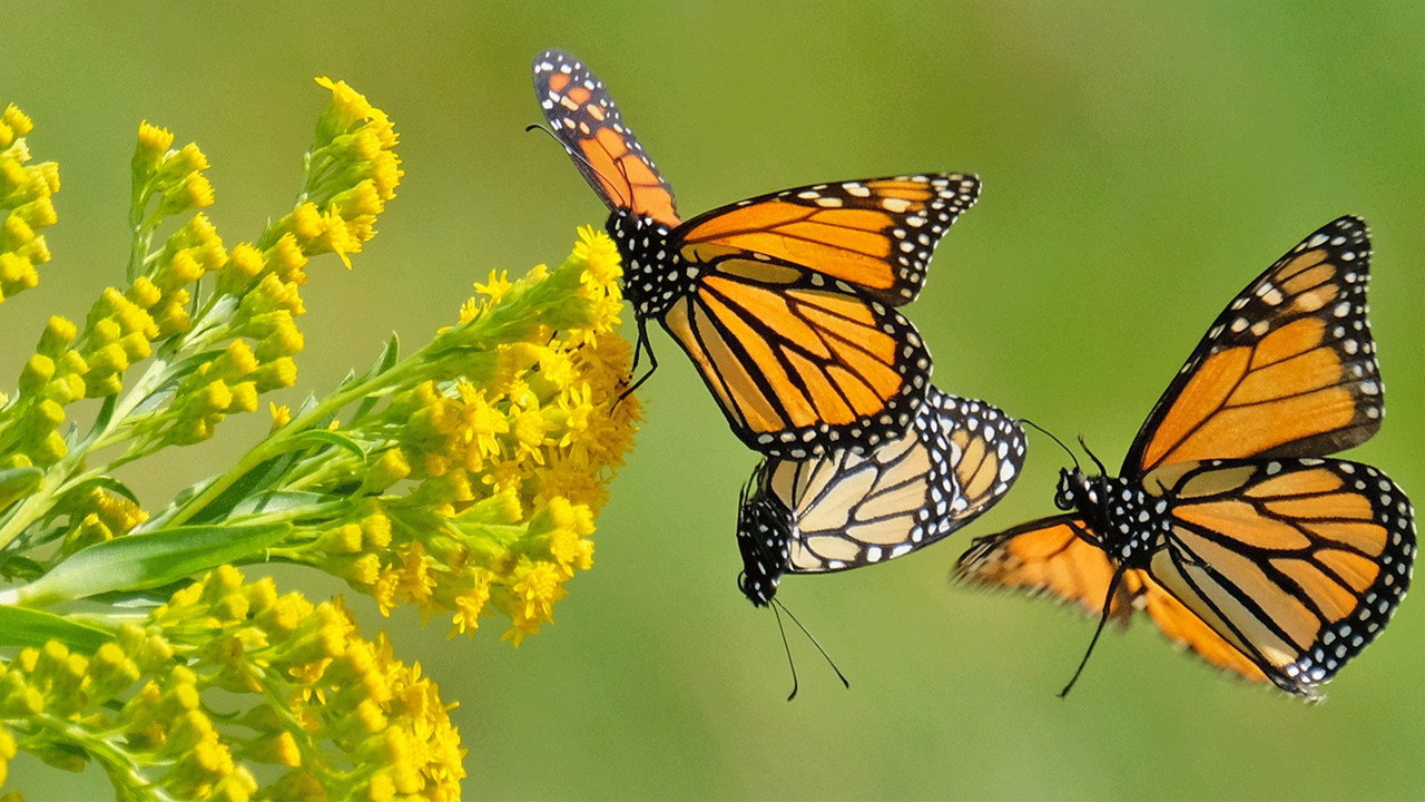 Beauty on the Wing: Life Story of the Monarch Butterfly backdrop